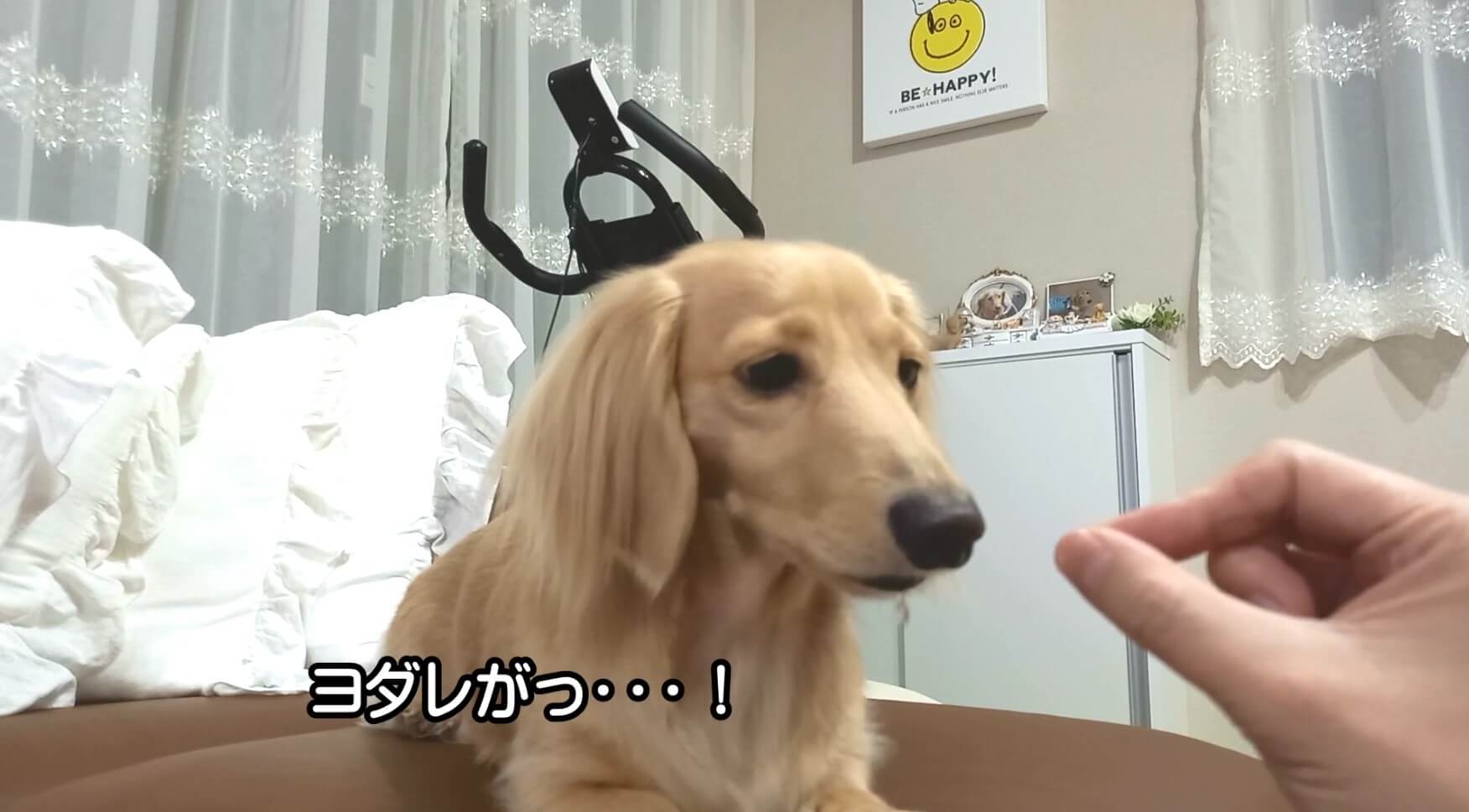 ダックスフンド,動画