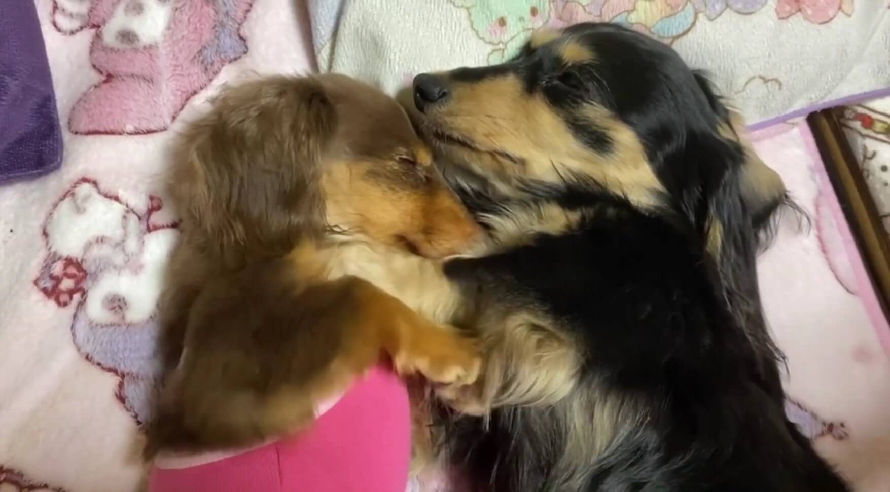 ダックスフンド,動画