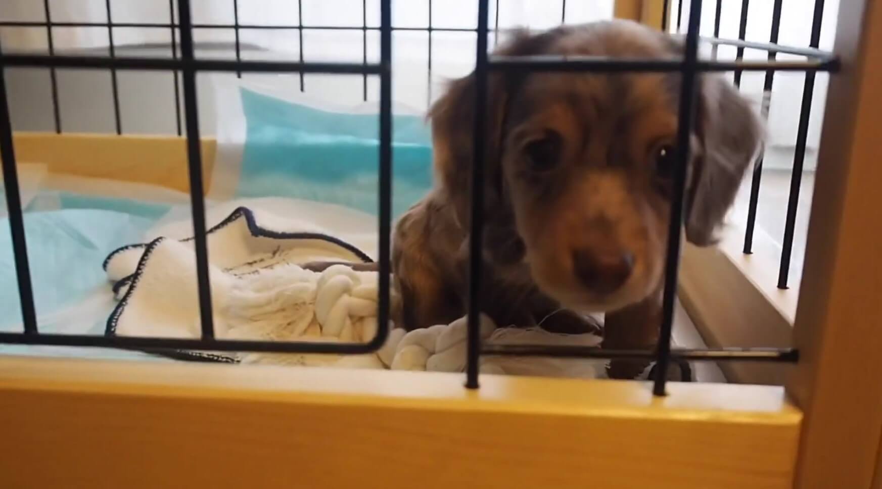 ダックスフンド,動画