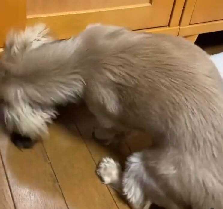 ダックスフンド,動画