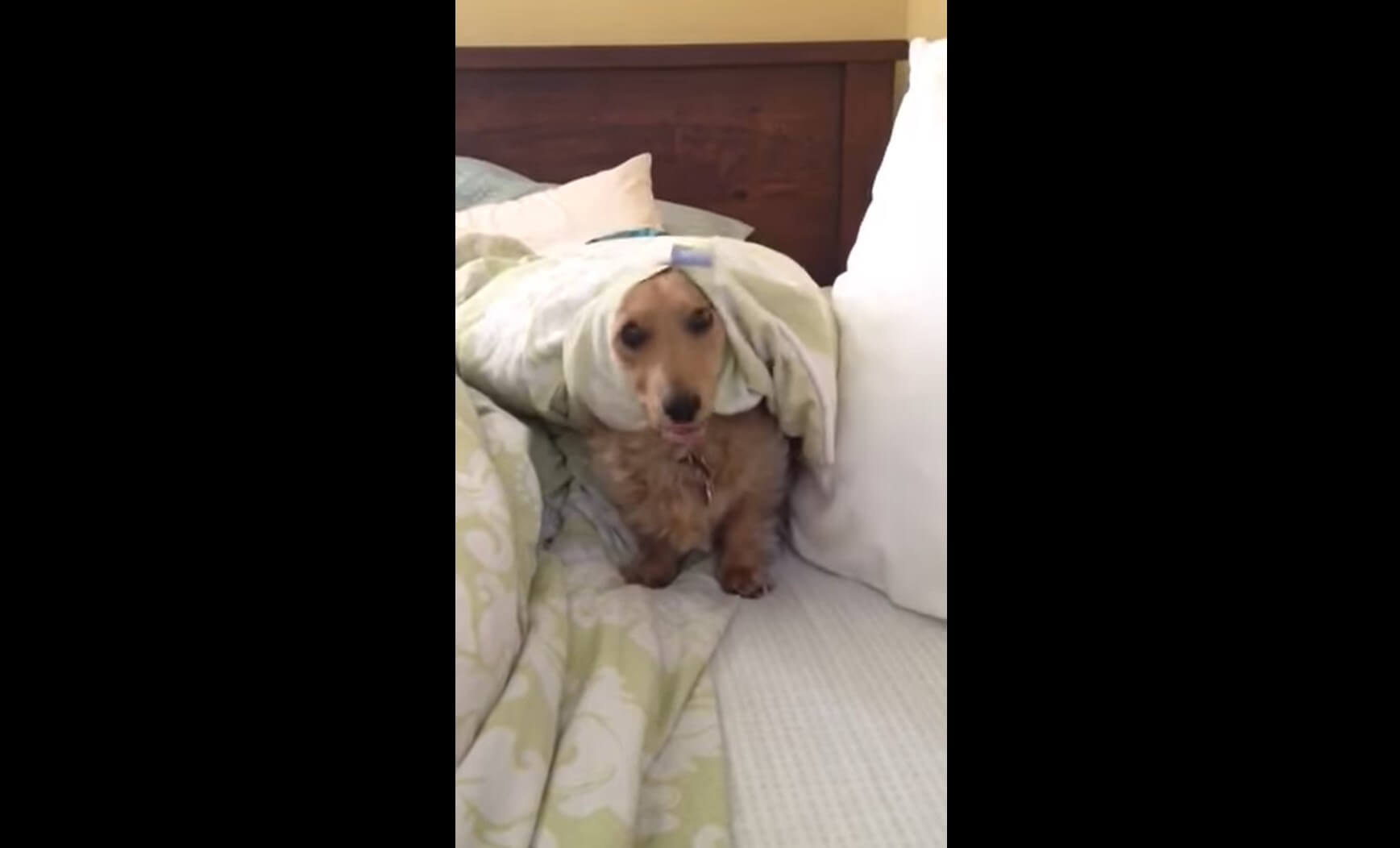 ダックスフンド,動画