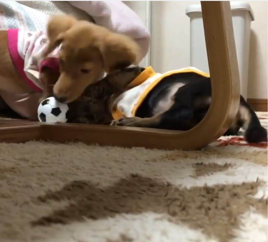 ダックスフンド,動画