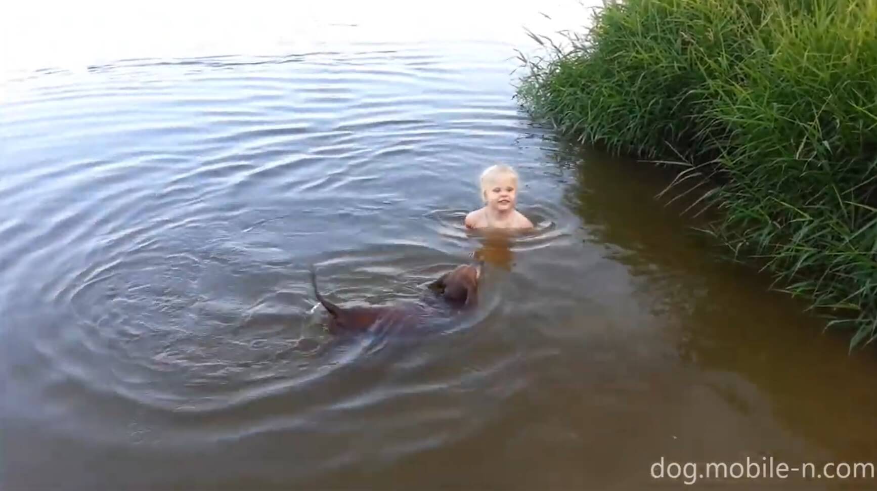 ダックスフンド,動画