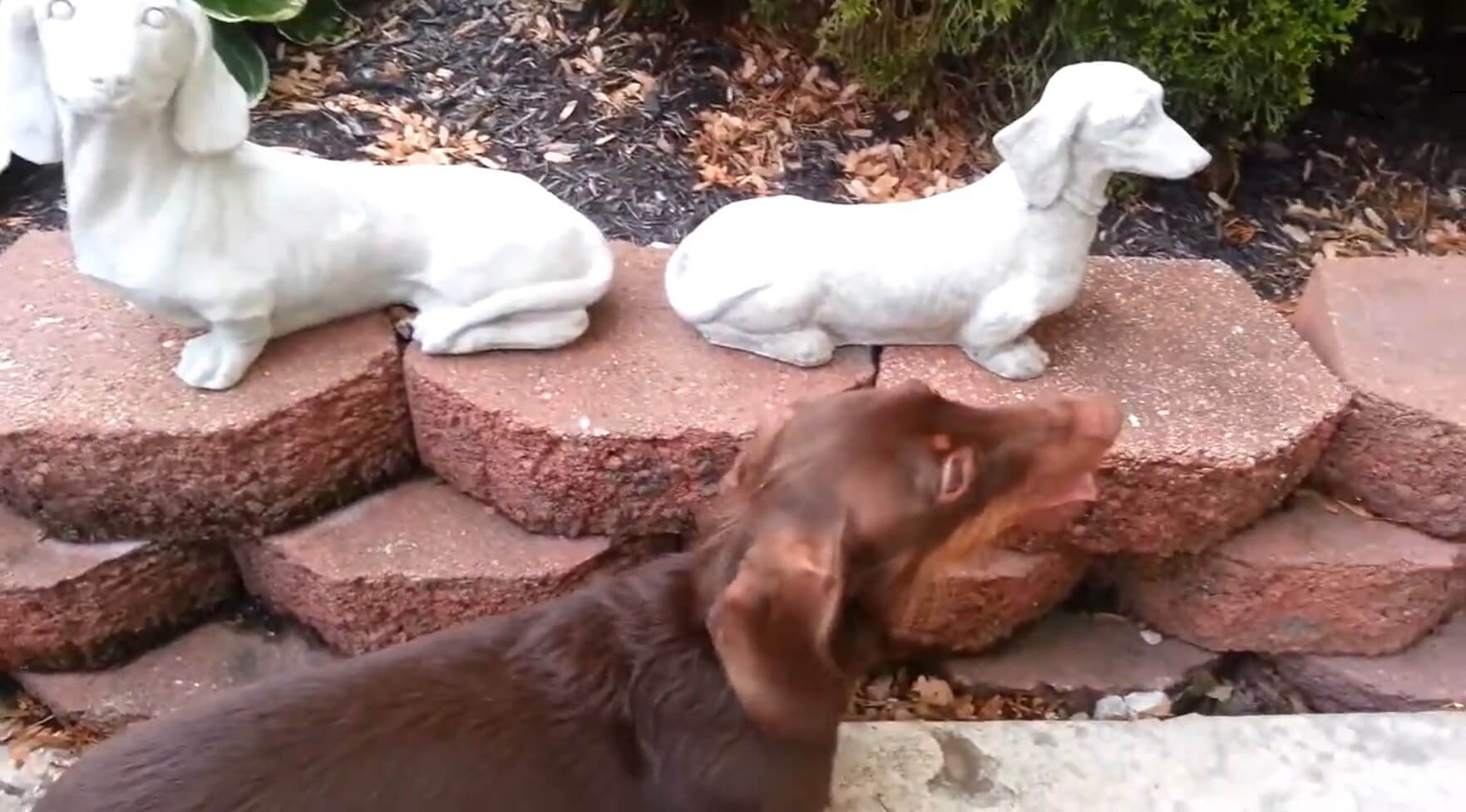 ダックスフンド,動画