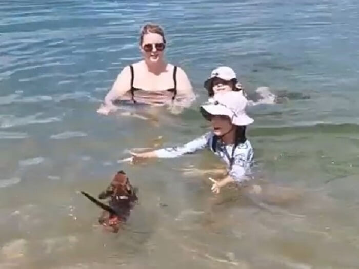 ダックスフンド,動画