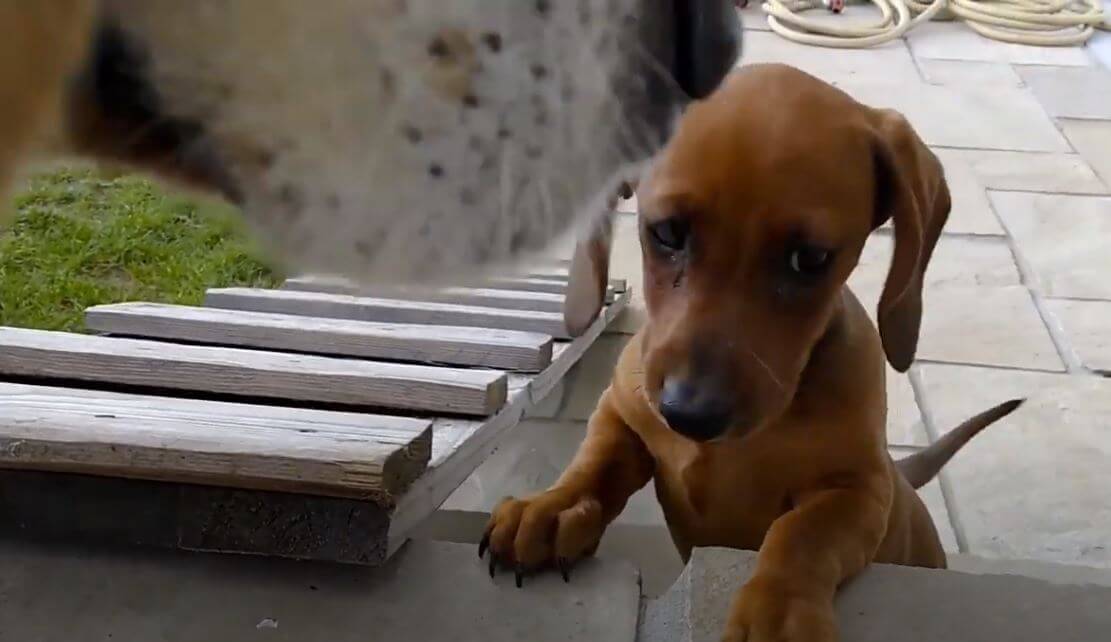 ダックスフンド,動画