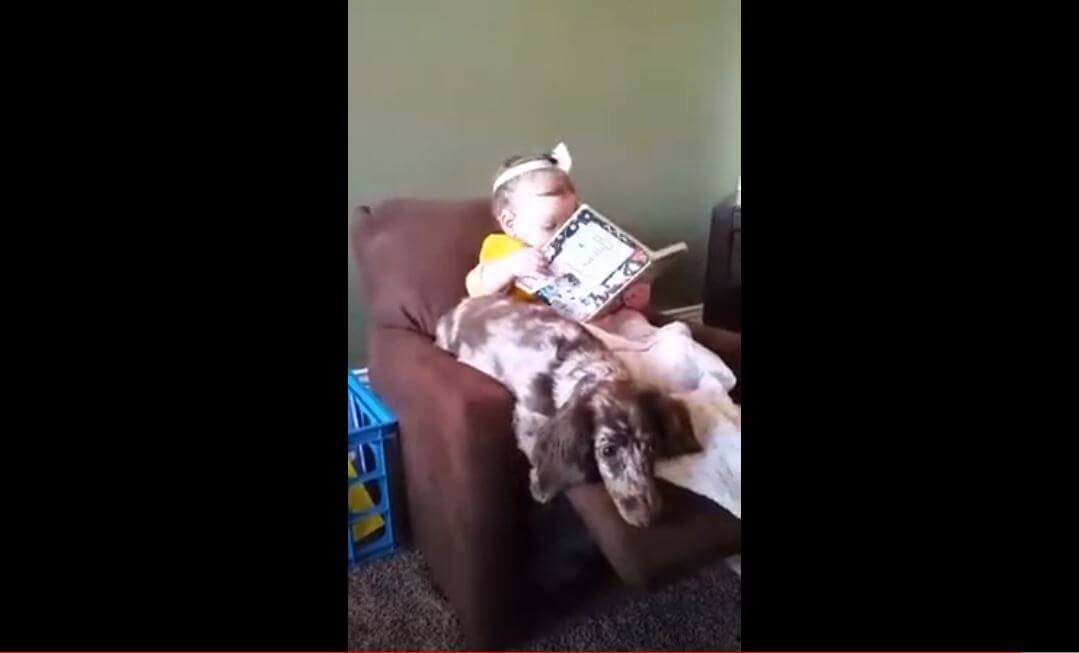 ダックスフンド,動画