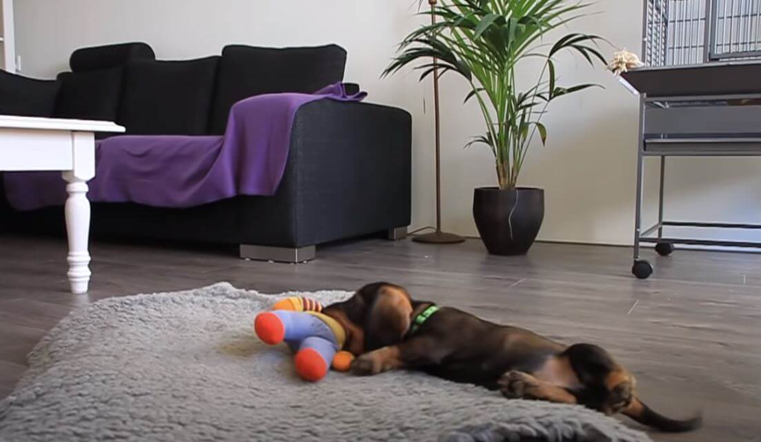 ダックスフンド,動画