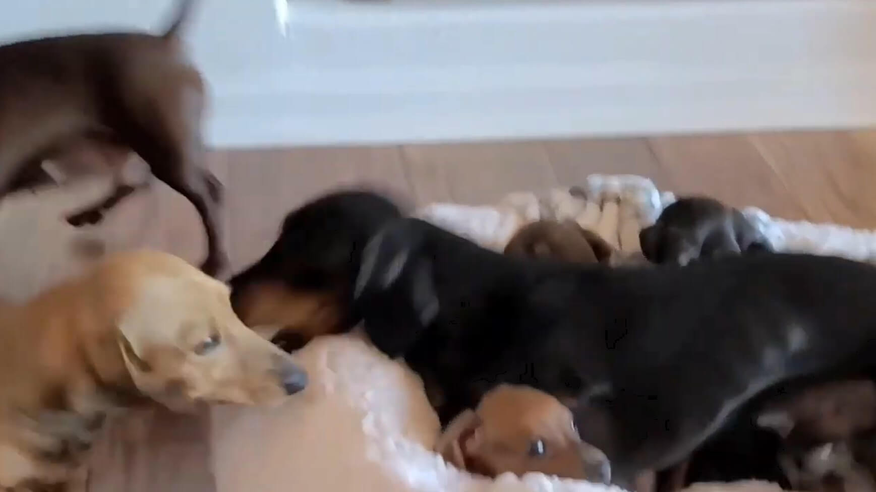 ダックスフンド,動画