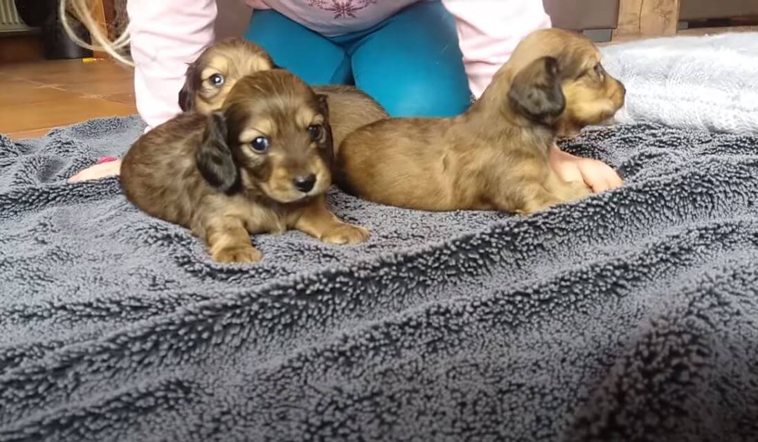 ダックスフンド,動画