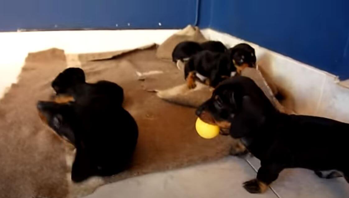 ダックスフンド,動画