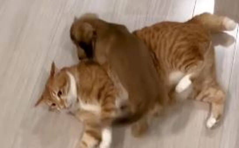 ダックスフンド,動画