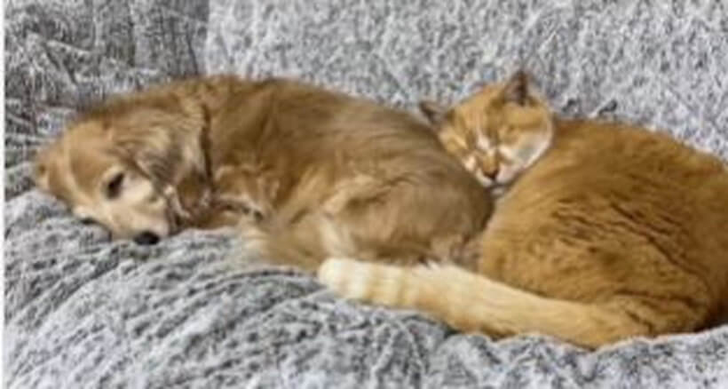 ダックスフンド,動画