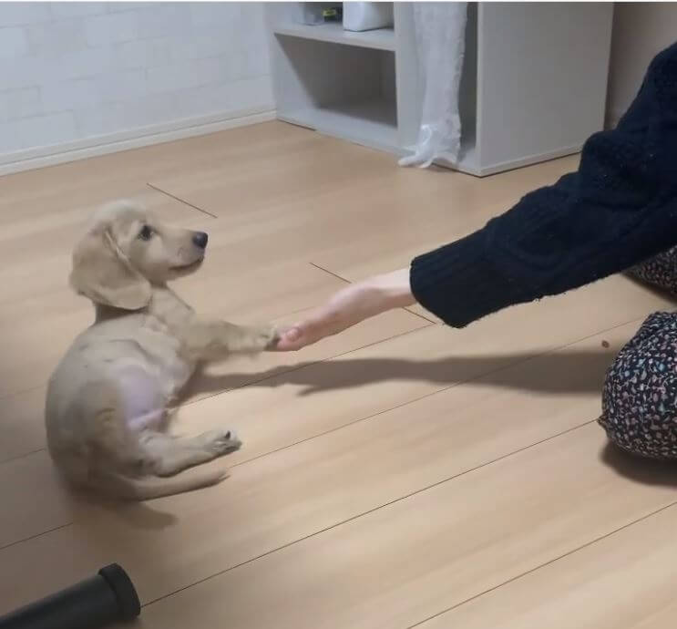 ダックスフンド,動画