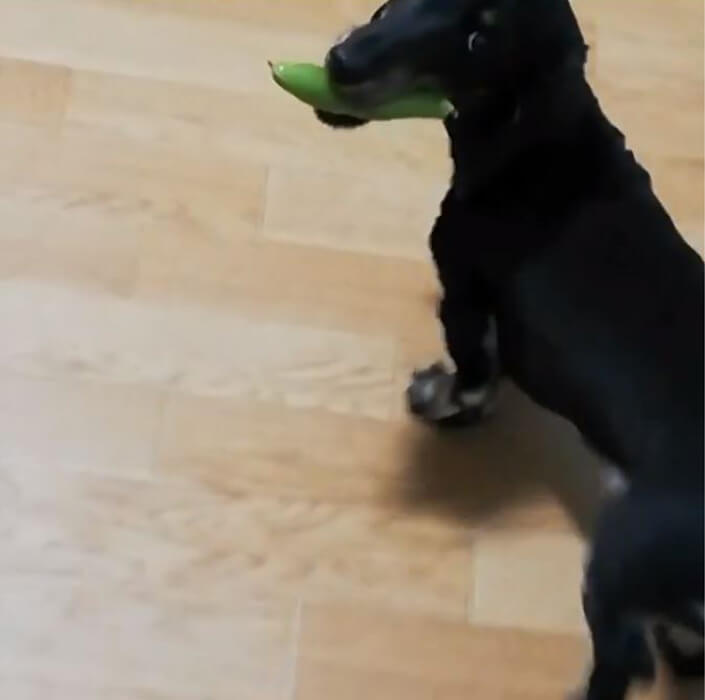 ダックスフンド,動画