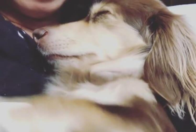 ダックスフンド,動画