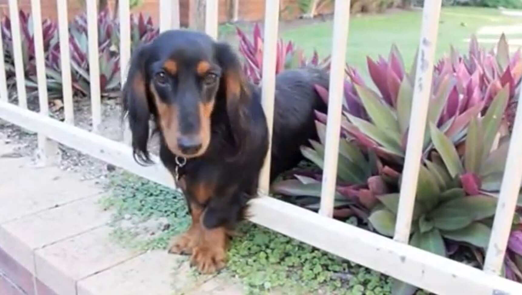 ダックスフンド,動画