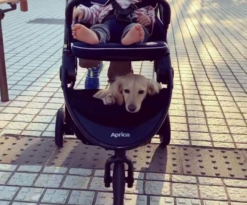 ダックスフンド,動画