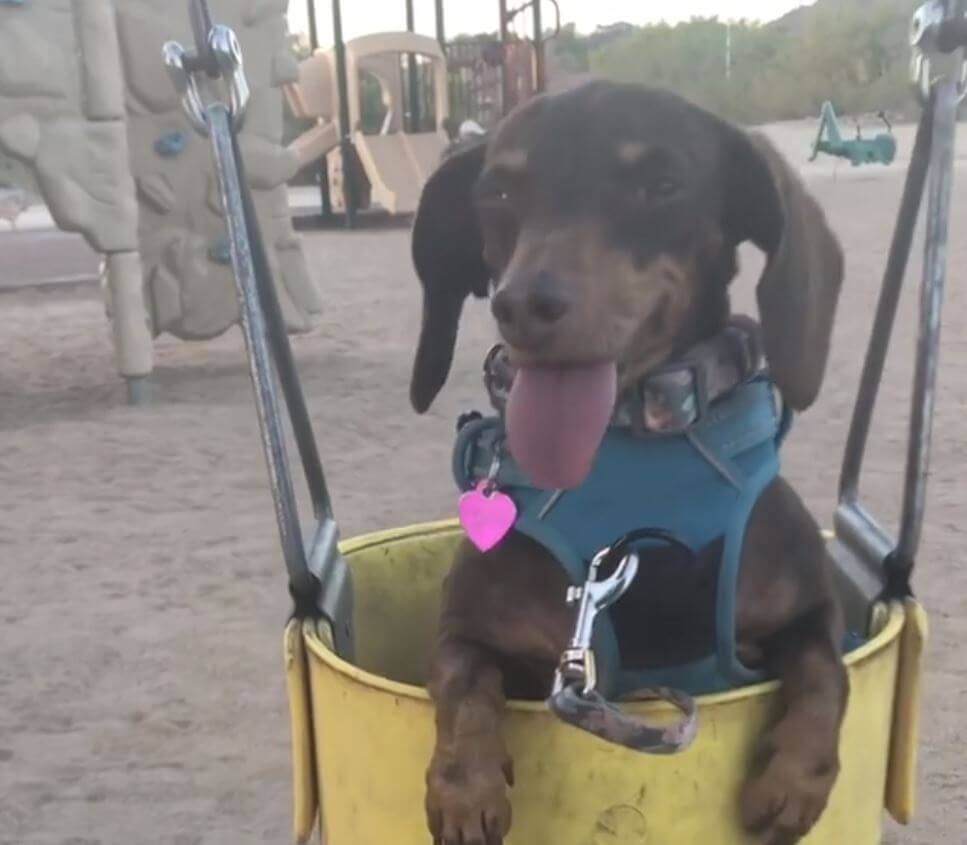 ダックスフンド,動画