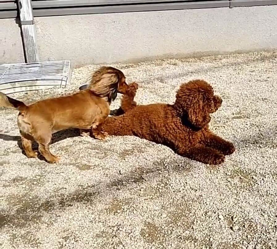 ダックスフンド,動画