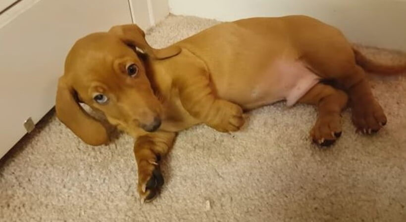 ダックスフンド,動画