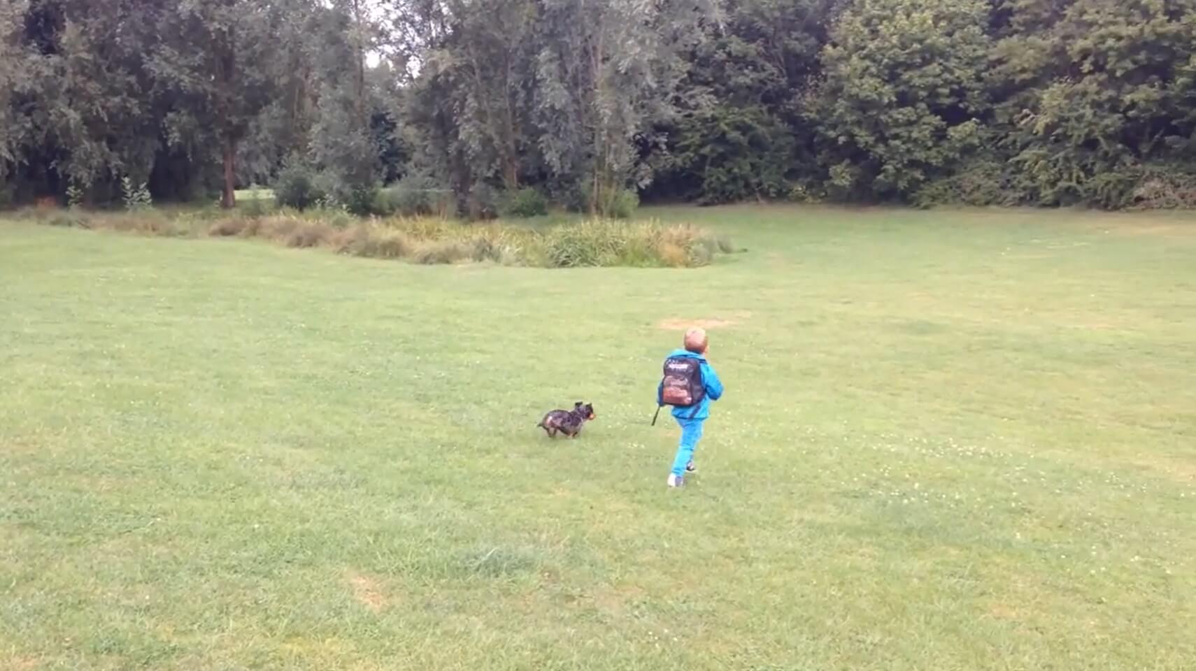 ダックスフンド,動画