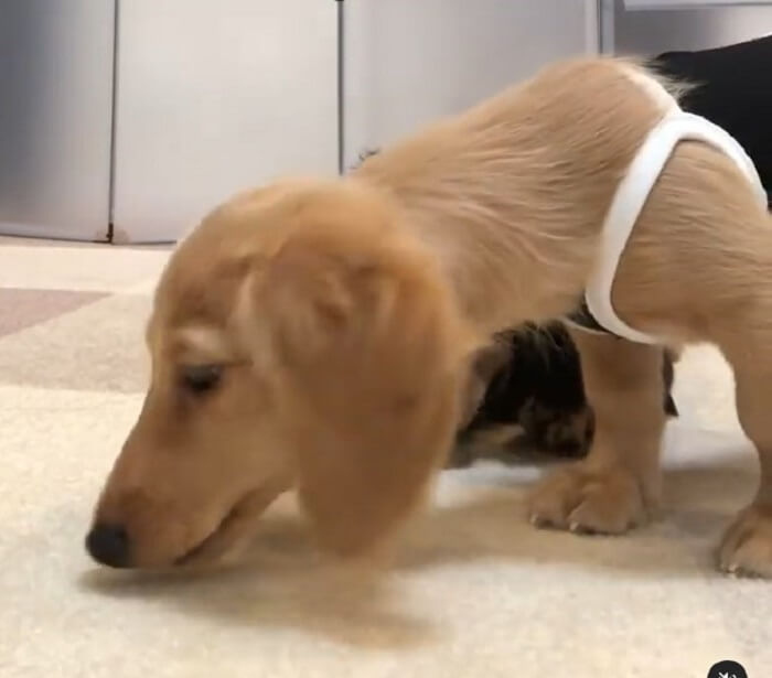 ダックスフンド,動画