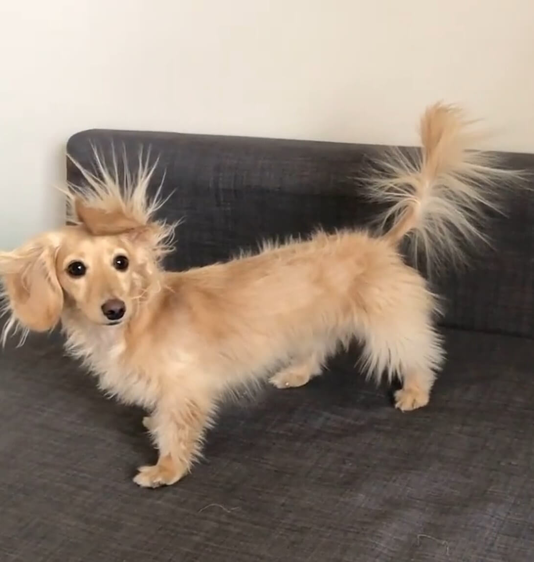 ダックスフンド,動画