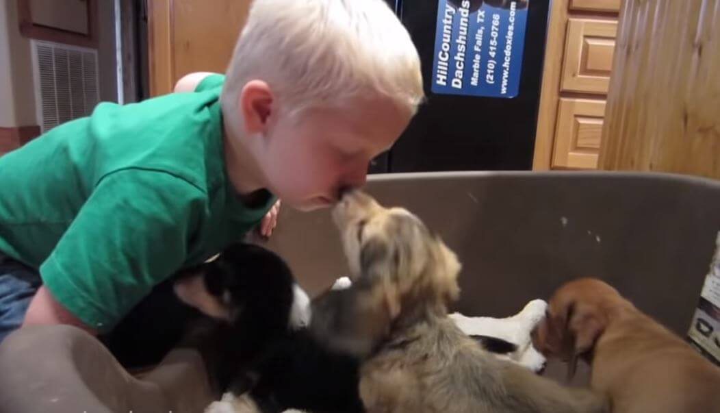 ダックスフンド,動画