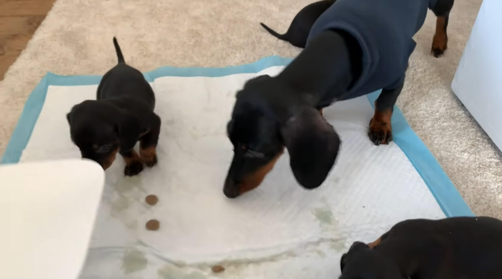 ダックスフンド,動画