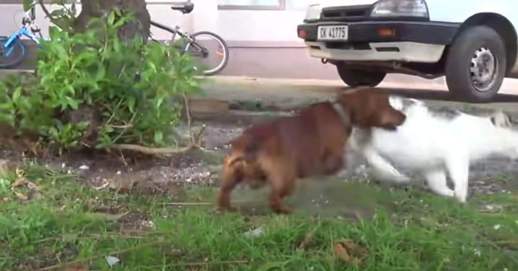 ダックスフンド,動画