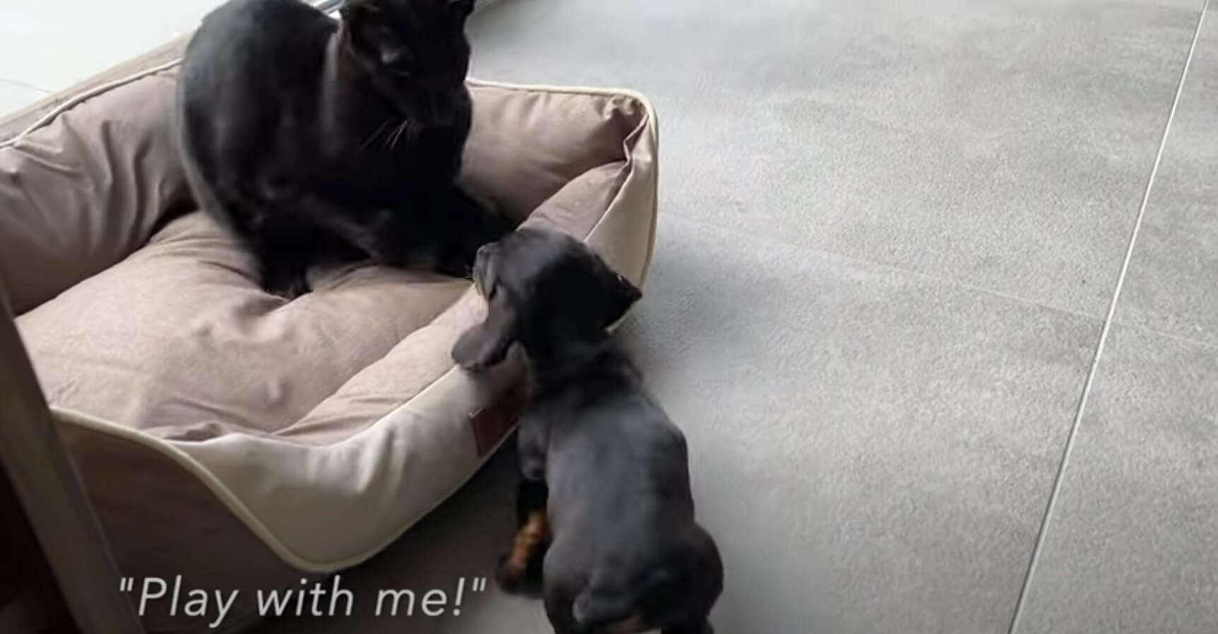 ダックスフンド,動画