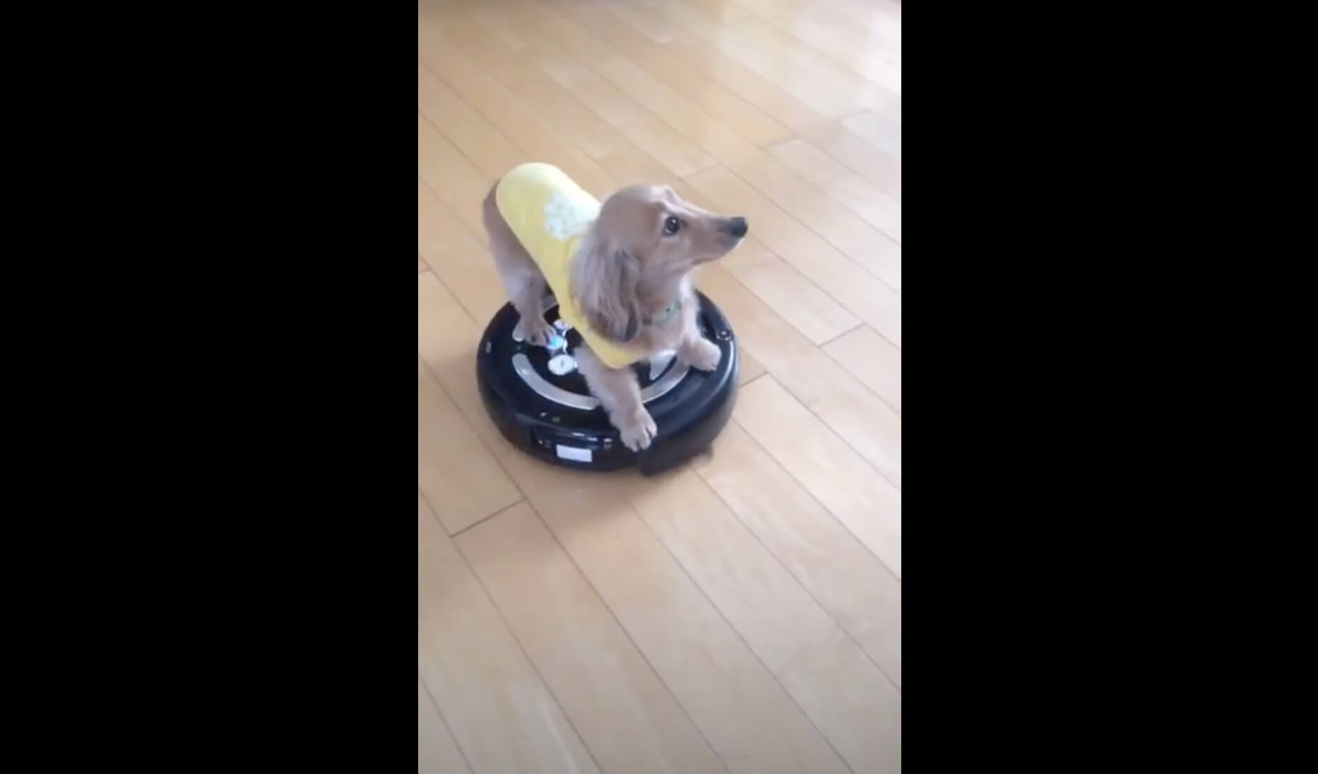 ダックスフンド,動画