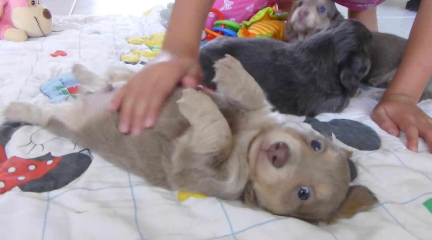 ダックスフンド,動画