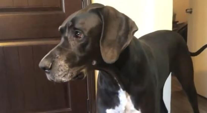 ダックスフンド,動画