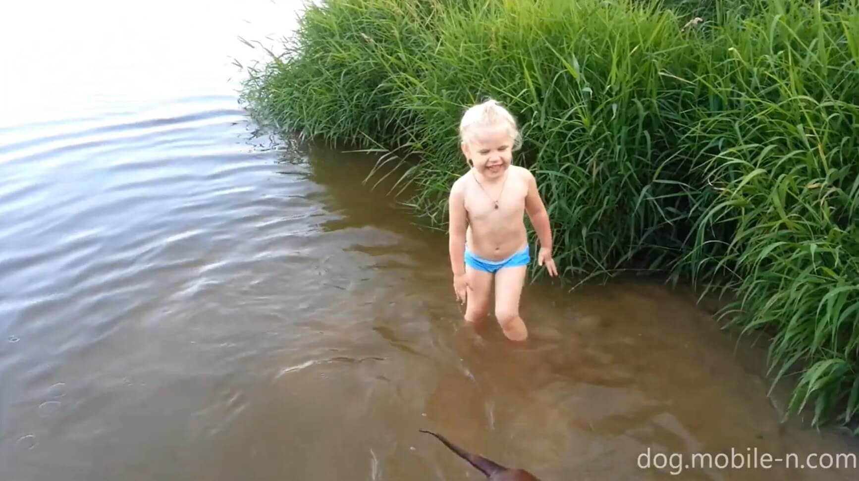 ダックスフンド,動画