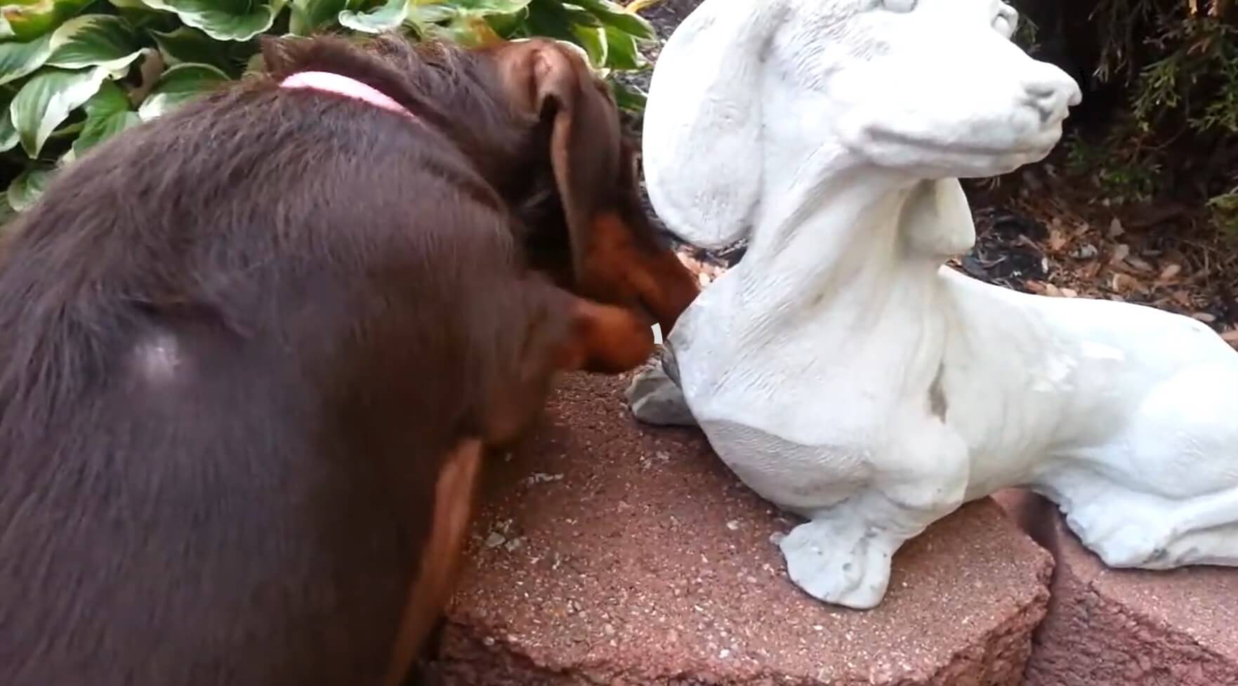 ダックスフンド,動画