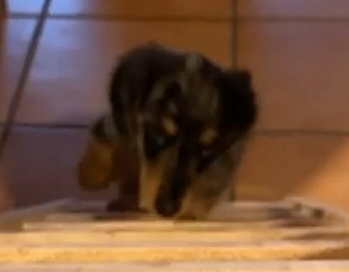 ダックスフンド,動画