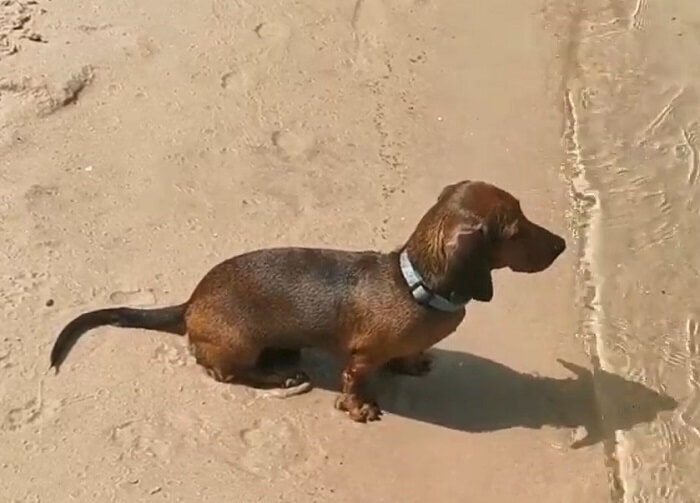 ダックスフンド,動画