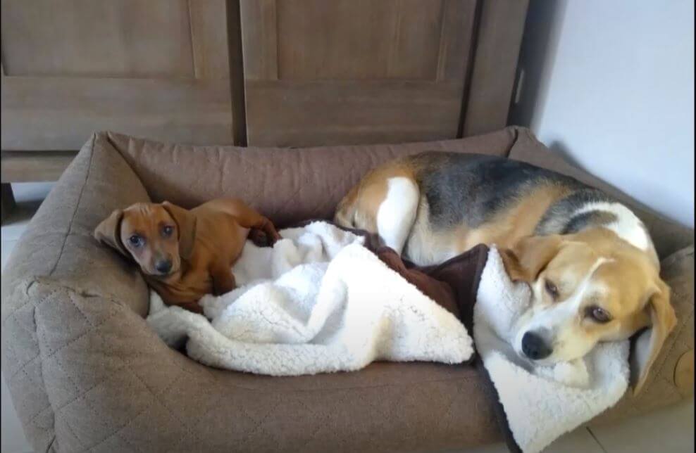 ダックスフンド,動画