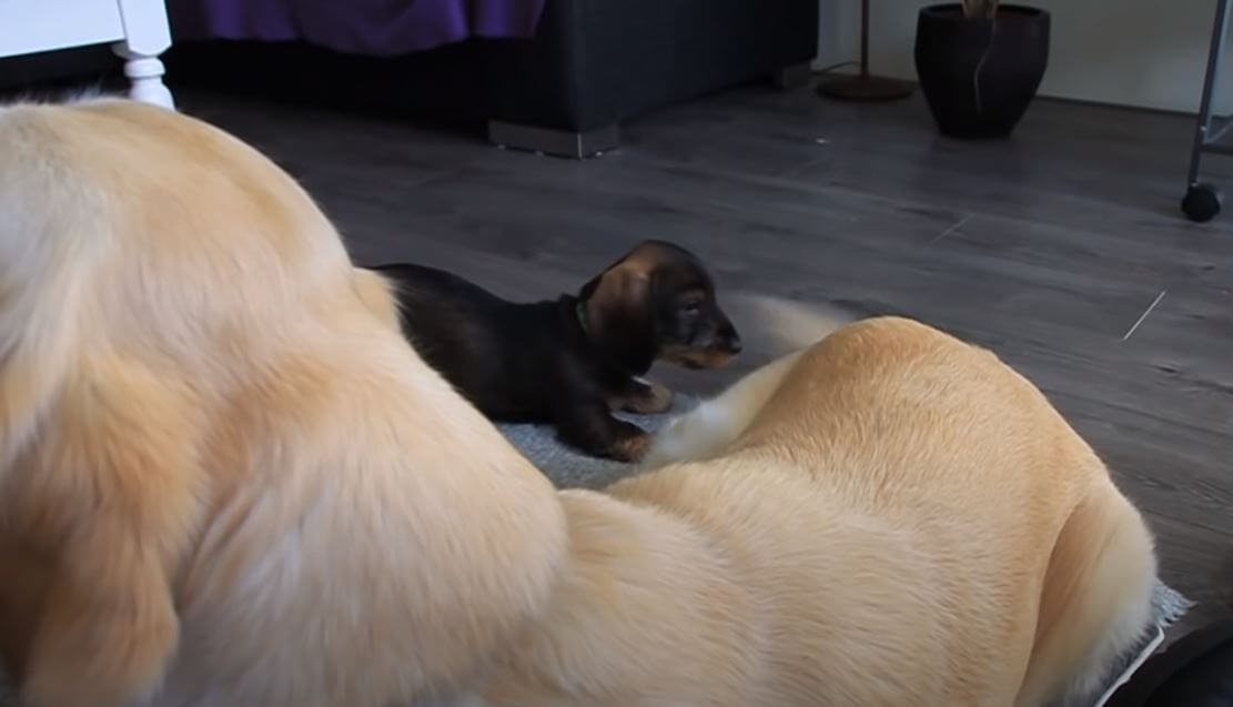 ダックスフンド,動画