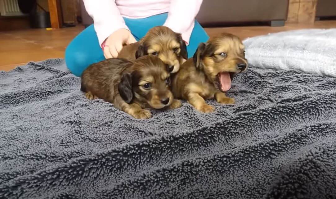 ダックスフンド,動画