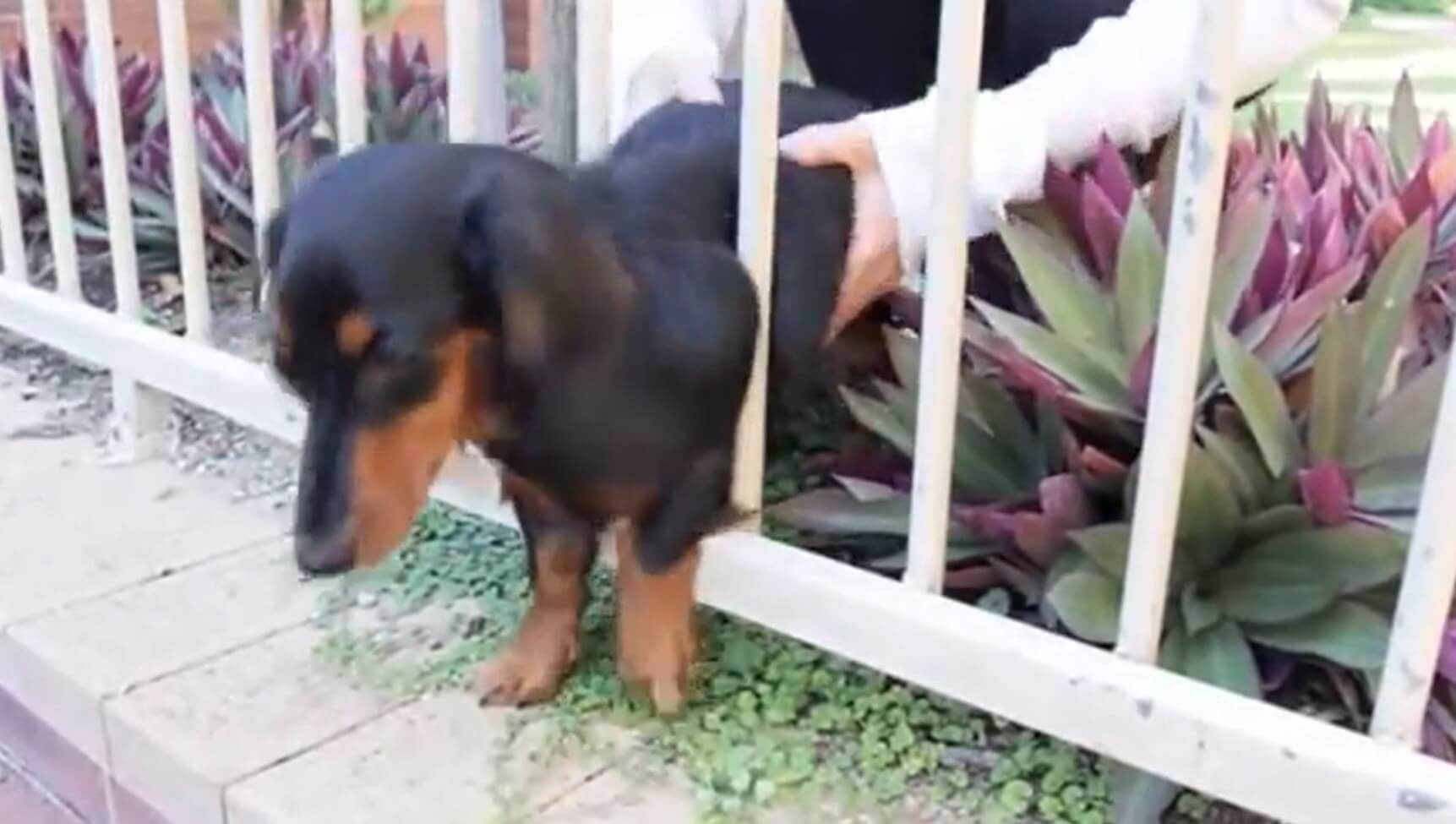 ダックスフンド,動画