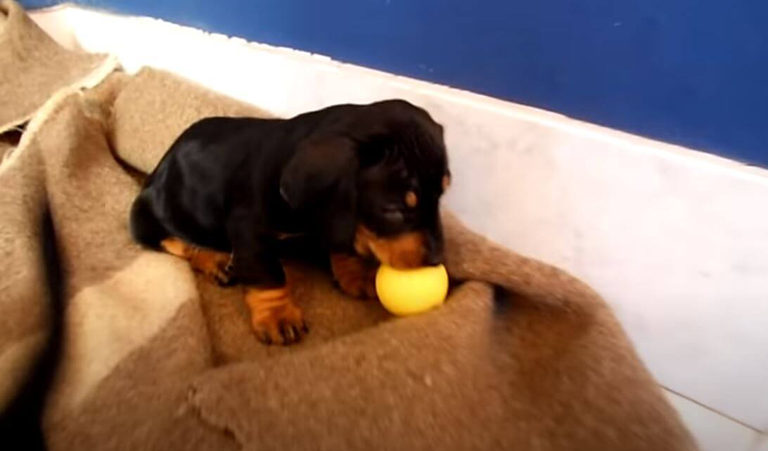 ダックスフンド,動画