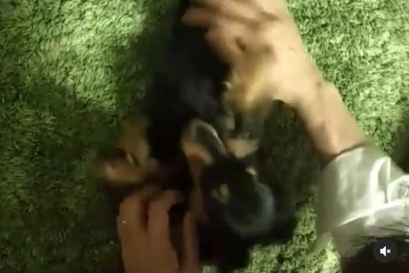 ダックスフンド,動画