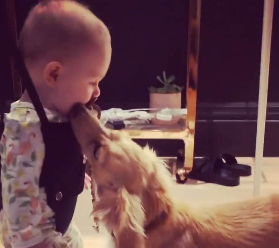 ダックスフンド,動画