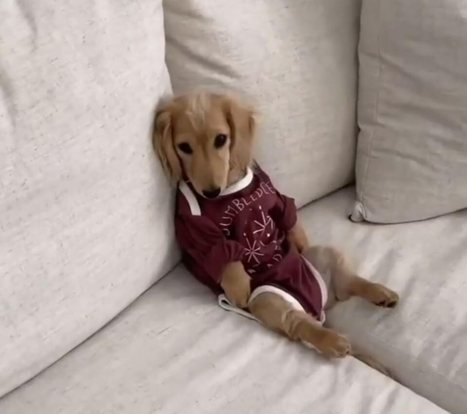 ダックスフンド,動画