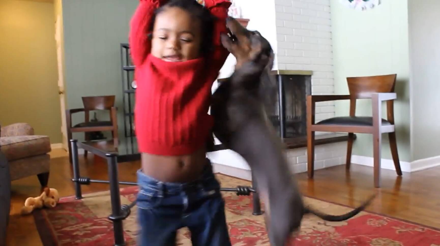 ダックスフンド,動画