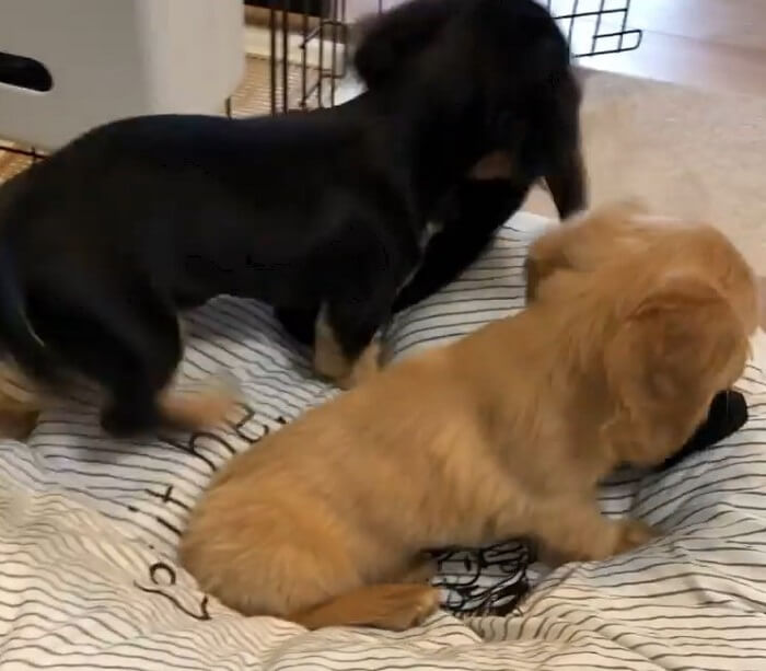 ダックスフンド,動画