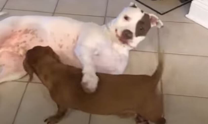 ダックスフンド,動画